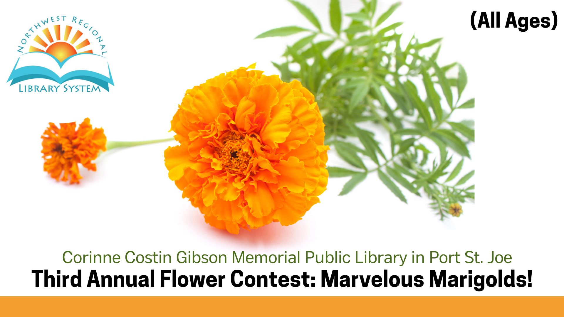 Marigold Flower Contest Image of Marigolds