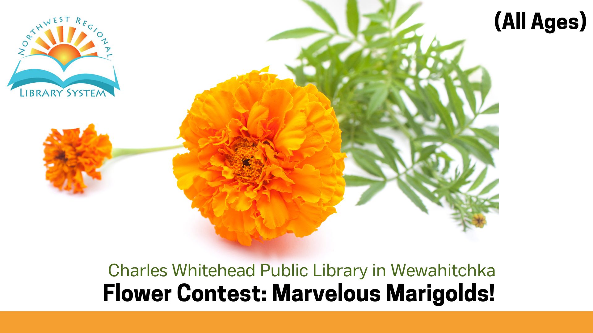 STEAMroom Image of Marigolds